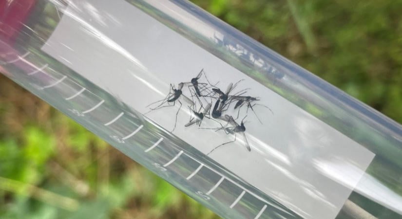 A kémiai szúnyoggyérítés más rovarokra is hat: megjelent a hazai vizsgálatról készült tanulmány