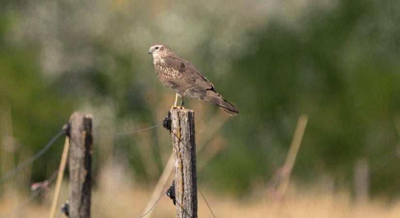 Visszatérő vendéget figyeltek meg Bugacon