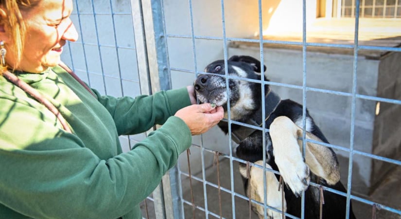 Győri gyepmesteri telep: Tíz kutyából hét chip nélkül érkezik