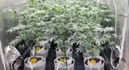 Jelentősen növeli a kannabisz terméshozamát egy kaliforniai fejlesztésű akusztikai termesztési módszer