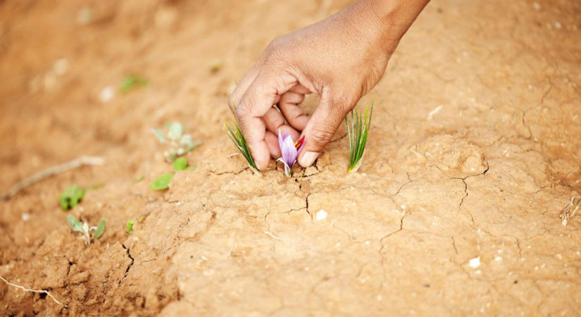 Bíróságon támadja meg Szlovákia az új uniós GMO-szabályokat