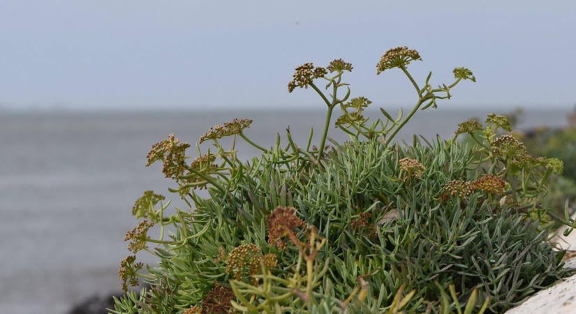 Mínusz 20 fokot is kibírhat ez a mediterrán növény, mégis kevesen ültetik Magyarországon