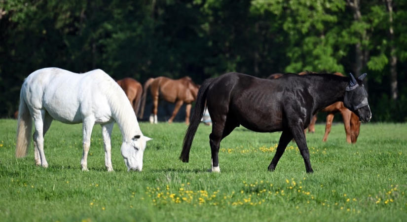 Az illegális állatcsempészet új, fenyegető arca a texasi határon