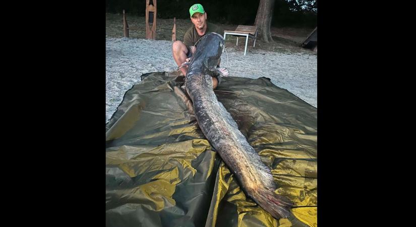 Ez ám a harcsa! 207 cm-es gyönyörűséget fogtak a Malömvölgyi-tóból