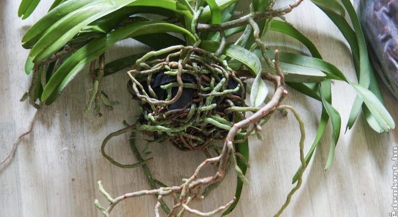 Orchidea tőosztása házilag négy lépésben