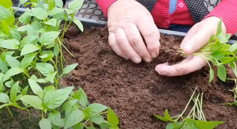 Az őstermelő módszere: Ettől a módszertől 2 nap alatt megerősödnek a palánták szára!