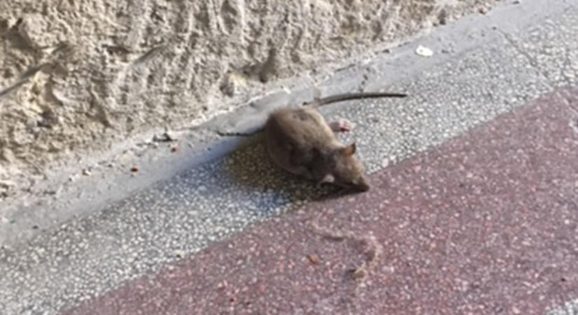Félnek a zuglóiak: a patkányok miatt ki sem mernek menni az utcára