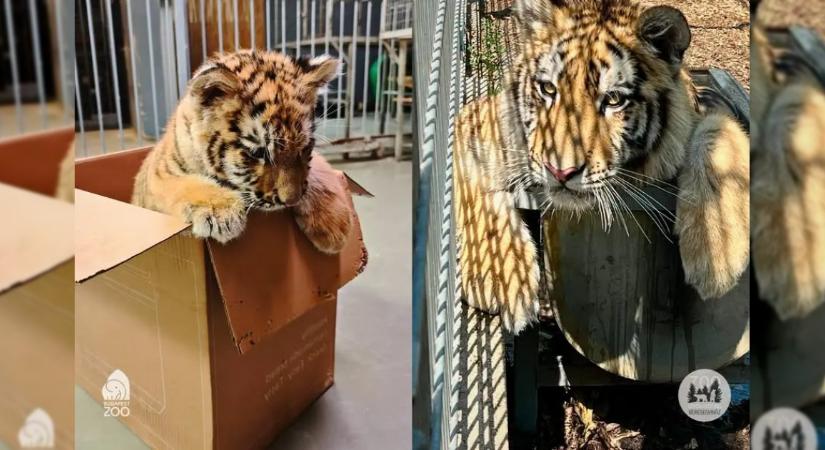 Tisztázódott Pablo, a szibériai tigris genetikai háttere