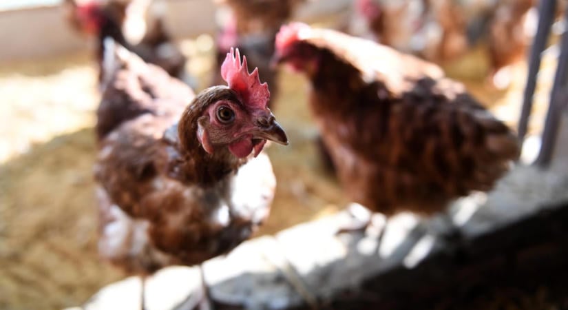 Turbó kukacokat csináltak Szegeden, egészségesebbek lesznek és többet tojnak a tyúkok, ha ezt eszik