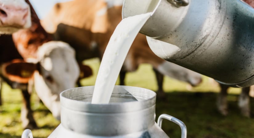 Tehenészettől a növényi sajtokig: nagy átalakuláson ment át a magyar agrárcég