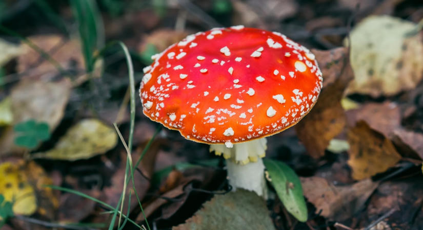 KVÍZ: Felismered a mérgező és az ehető gombákat?