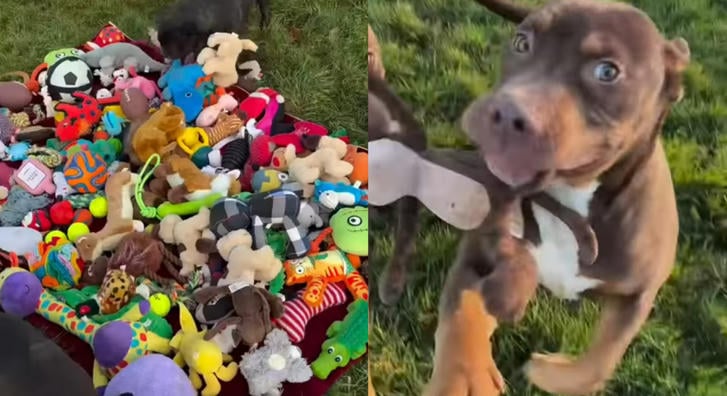 Milliók szívét hódítja meg egy menhelyi videó az Instagramon, pedig nincs benne semmi látványos trükk