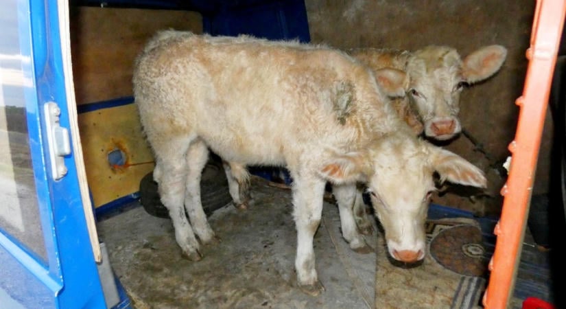 Furgonnal lopták a borjúkat Hajdú-Biharban