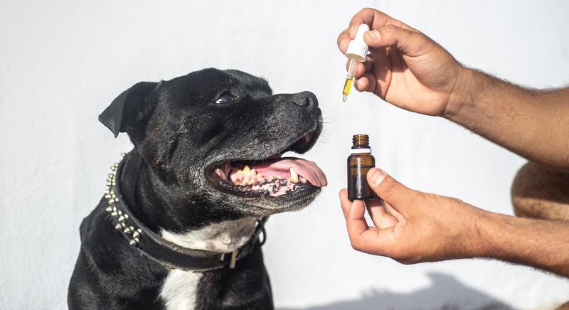 Az endokannabinoid rendszer szerepe az emberi és állati egészségmegőrzésben
