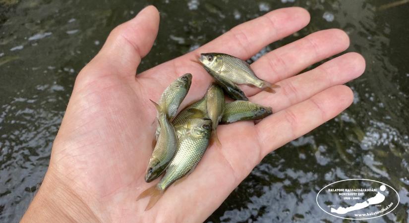 Tökmagnyi pontyok landoltak Balatonmáriafürdőnél