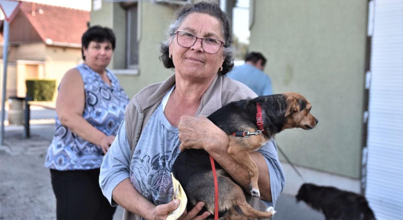 Szabálysértést követ el a szolnoki gazdi, ha erről lemarad