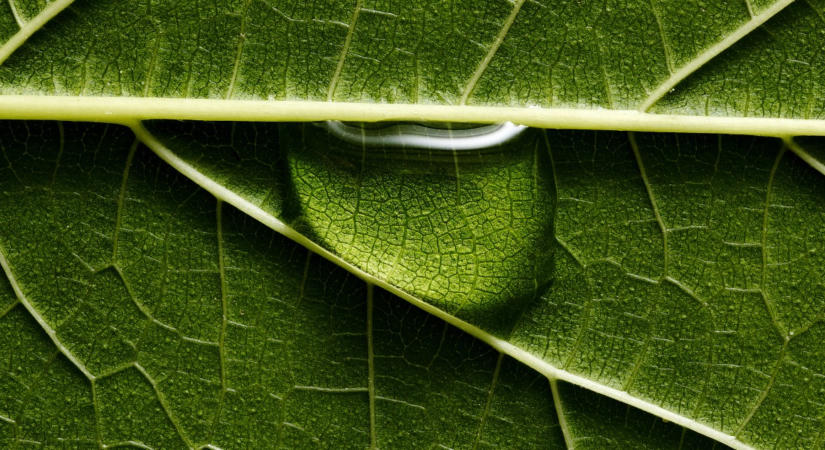 Biológia kvíz: Mi a fotoszintézis? – Mennyire emlékszel még az iskolában tanultakból?