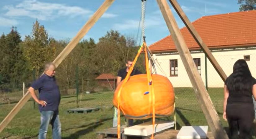 481 kilós óriástök nőtt Szakonyfalun, kisteherautóval tudták csak elszállítani – Videó