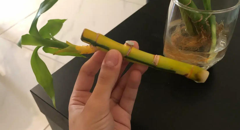 3 szobanövény, amely a legendák szerint bőséget és pénzt hoz az életedbe
