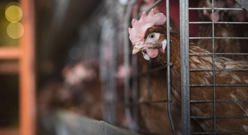 Plusz nullán egyensúlyoz a baromfiágazat – a járvány és az import megtörheti a lendületet