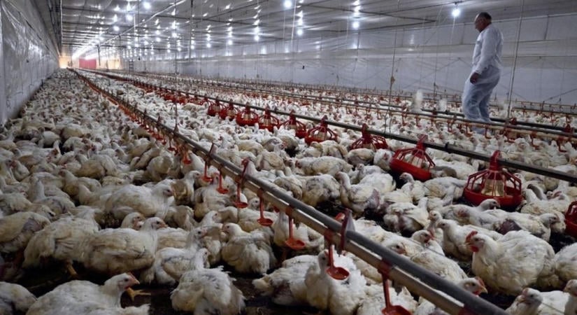 Brazil baromfi: megvan az uniós zöld lámpa, de a sorompó még áll, csak egy döntés és áradhat az import