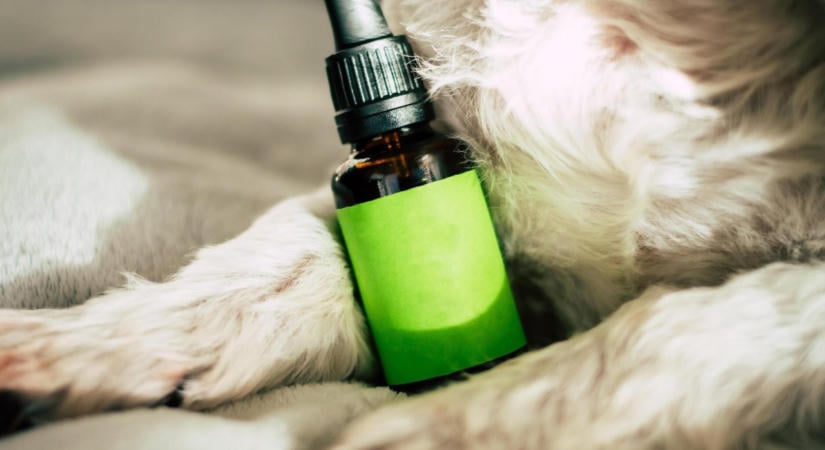 Cbd olaj az állatoknak: mit kell tudnod róla?