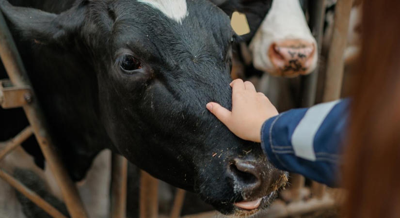 Tejipari melléktermékek a takarmányozásban: vajon felkerülhetnek a tehenek étlapjára?