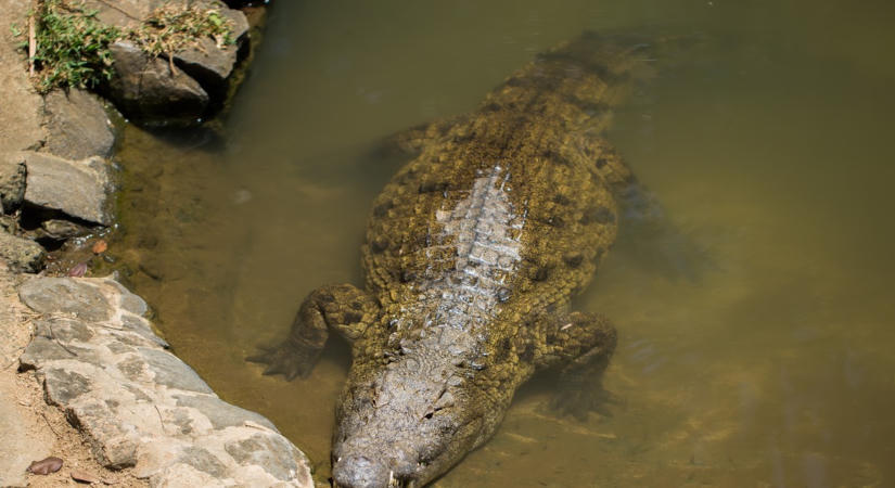 Egyelőre elgáncsolták a krokodilokkal őrzött szuperbörtön tervét