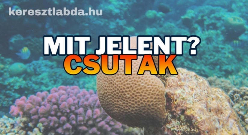 Tájszólás feladat: Szappan, szivacs vagy kefe? Mit jelent a csutak?