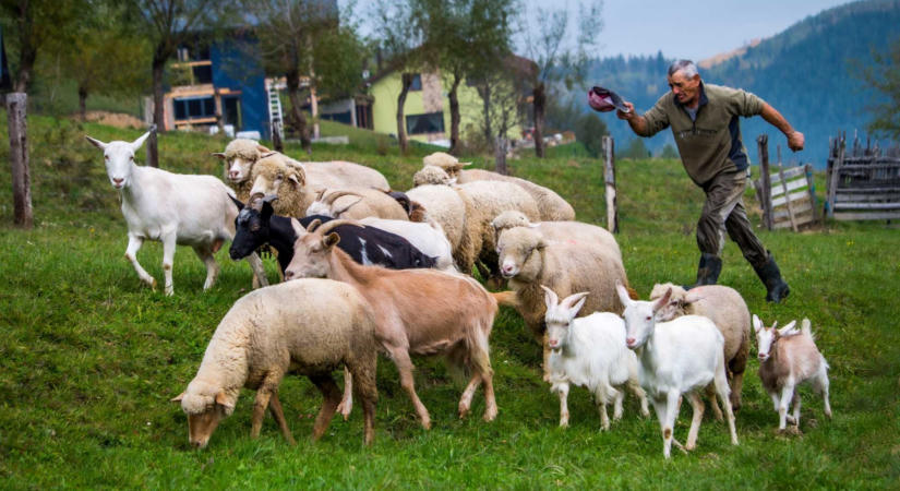 Újraindulhat a juh- és kecskeexport: Brüsszelben tárgyalt Tánczos Barna a tilalom feloldásáról