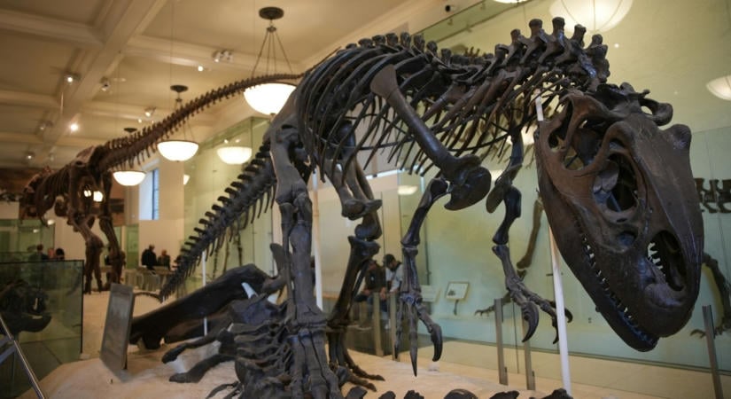 Dinoszauruszürülékben talált toll fedheti fel a madarak túlélésének titkát