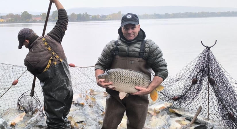 Videón a hatalmas pontyok: zuhogó esőben is sokan voltak kíváncsiak a tatai lehalászásra az Öreg-tónál