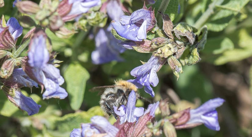 Több K-vitamin van benne, mint a spenótban és a kelkáposztában, mégis alig eszünk belőle
