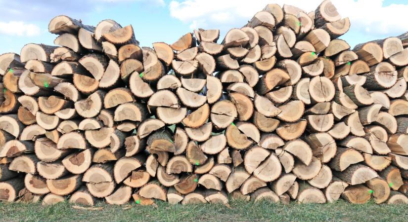 Rászorulóknak ajánlották fel a tűzifát a STIHL fakitermelő versenyén