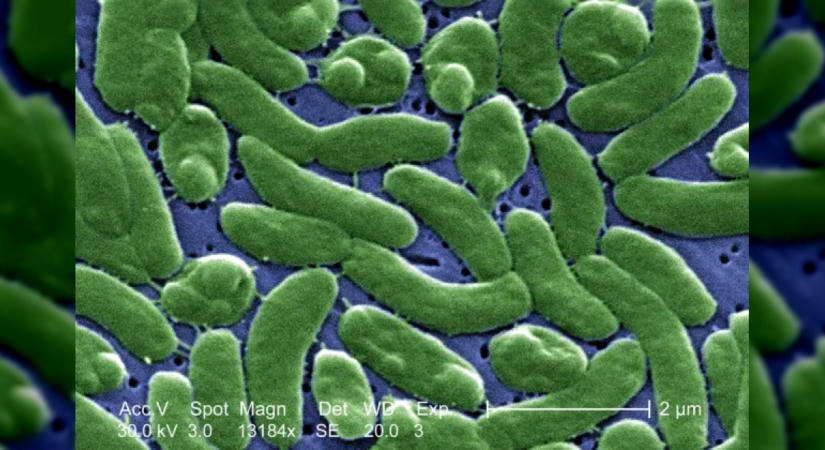 Veszélyes húsevő baktérium terjed a Mexikói-öböl partvidékén