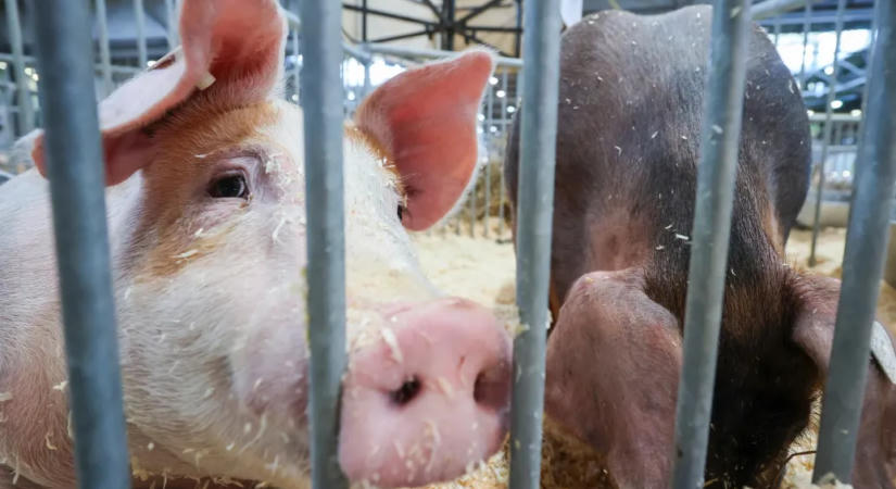 Terjed az afrikai sertéspestis, már Baranyában is megjelent
