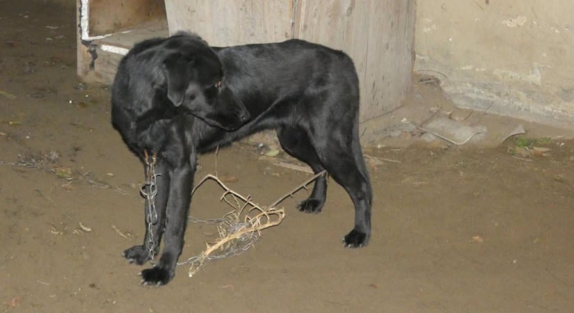 Állatkínzásért kell felelnie egy debreceninek