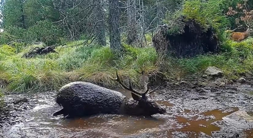 Vadkamera: elképesztő átéléssel dagonyáznak a szarvasok a sárban