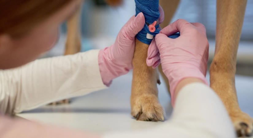 Fontos változás: kemény szigorítás jön az állatgyógyászati antibiotikumoknál
