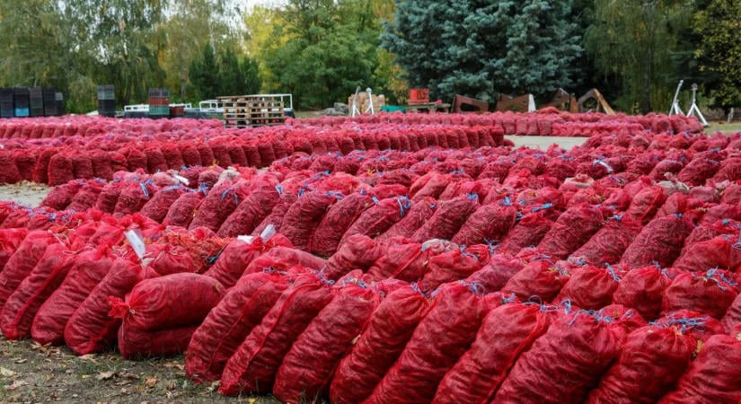 Gyönyörű lett a szegedi paprika, mégis veszély fenyegeti a termelőket