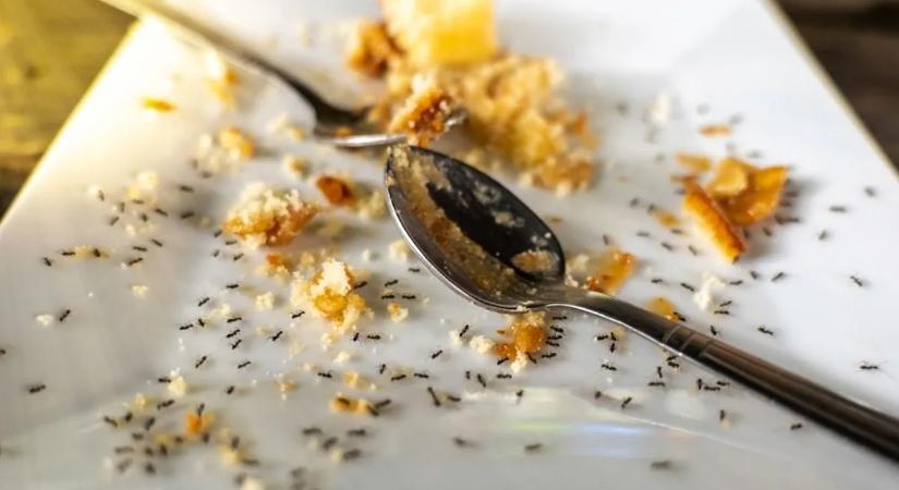Börtönbe kerülhet a Michelin-csillagos séf, mert közel 50 ezer hangyát tálalt fel a vendégeknek