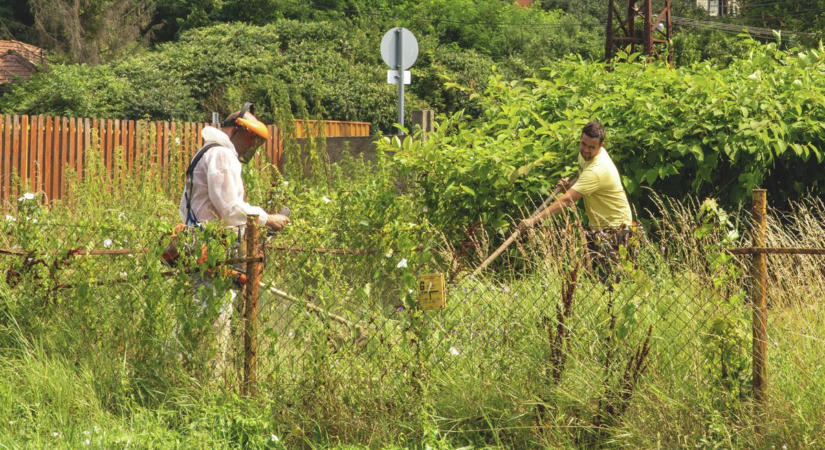 Virágzik a parlagfű, az allergiások már érezhetik a tüneteket