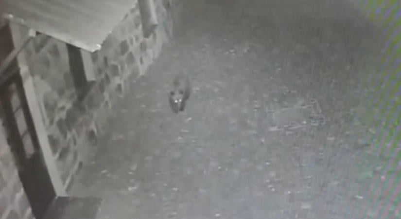 Iskolaudvarra tévedt egy medve Székelyudvarhelyen (VIDEÓ)