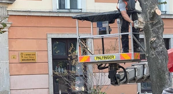 Kivágták a Dobó tér egyik idős hársfáját