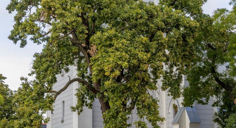Az év fája: ezüstérmes a böszörményi tölgy