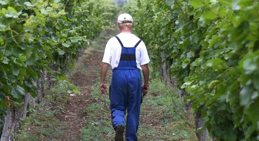 Nem viccelnek a hatóságok: milliókba kerülhet egy elhanyagolt birtok