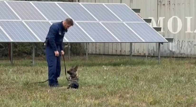 Manka, a rendőrkutya talált rá az eszméletlen férfira Tatabányán - videó