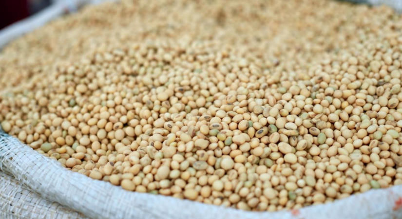Kínai vitamin, brazil szója: Ázsia és Amerika tartja életben az uniós állattenyésztést