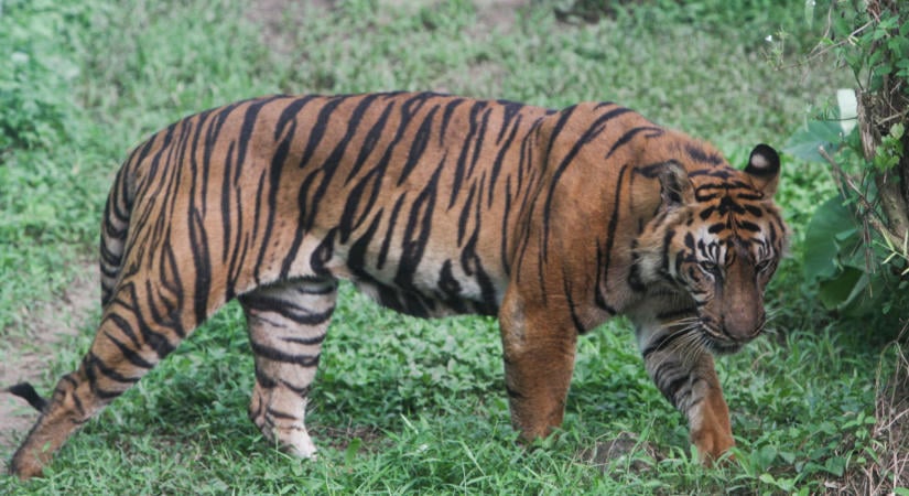 Tigris okozott izgalmat Szumátrán