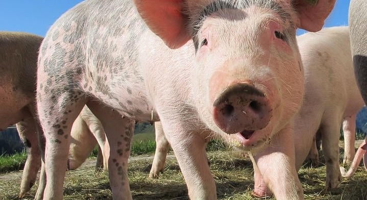 Csökkent a sertés- és csirkehús kiskereskedelmi beszerzési ára